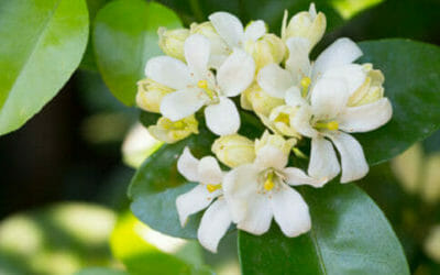 Fiori d’arancio: scopriamo gli usi ed il significato delle profumatissime zagare