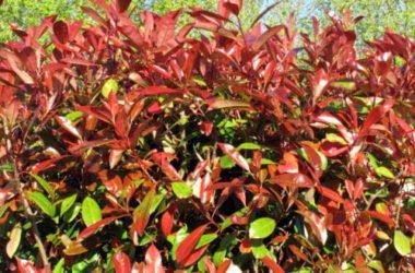 Photinia: scopriamo di più su questa pianta da siepe dai colori speciali