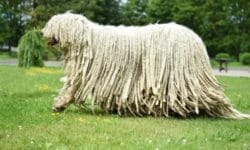 Komondor: aspetto, carattere ed educazione