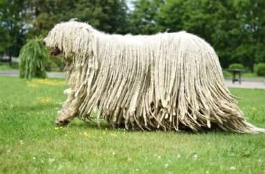 Komondor: aspetto, carattere ed educazione