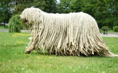 Komondor: aspetto, carattere ed educazione