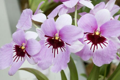 Orchidea Miltonia: grandi fiori colorati da coltivare con attenzione