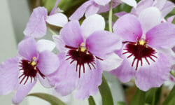 Orchidea Miltonia: grandi fiori colorati da coltivare con attenzione