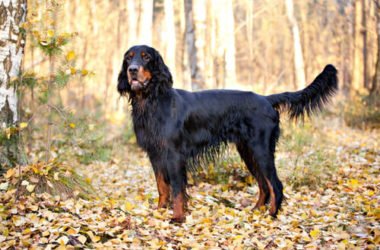 Setter Gordon: un cane agile, docile e obbediente come pochi