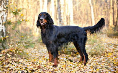 Setter Gordon: un cane agile, docile e obbediente come pochi