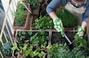 Le 5 piante più semplici da coltivare e gli strumenti per fare un orto sul balcone