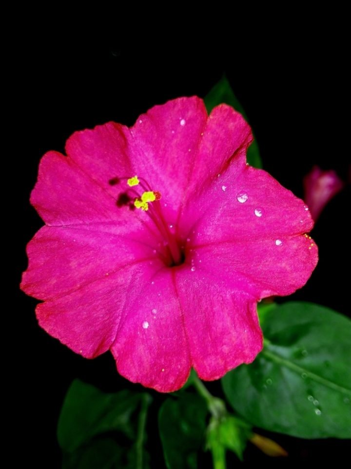 Bella di notte (Mirabilis jalapa) cura e coltivazione del fiore notturno Bella di notte (Mirabilis jalapa) cura e coltivazione del fiore notturno