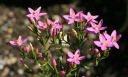 Centaurea minore: utilizzi in fitoterapia e nella medicina tradizionale