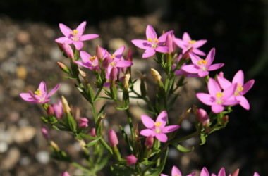 Centaurea minore: utilizzi in fitoterapia e nella medicina tradizionale