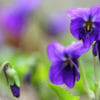 Tutto sulla viola mammola: un bellissimo fiore blu amico della salute