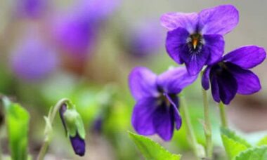 Tutto sulla viola mammola: un bellissimo fiore blu amico della salute