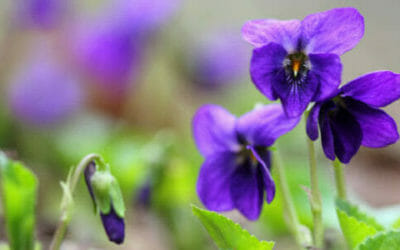 Tutto sulla viola mammola: un bellissimo fiore blu amico della salute