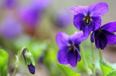 Tutto sulla viola mammola: un bellissimo fiore blu amico della salute