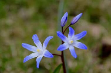 Quello che c’è da sapere sulla chionodoxa, una pianta invernale con bellissimi fiorellini