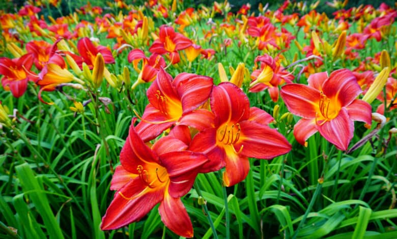 hemerocallis