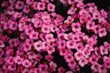 Dafne: una pianta dai fiori bellissimi, ma velenosa