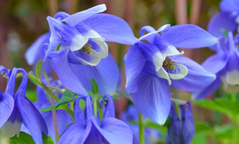 aquilegia