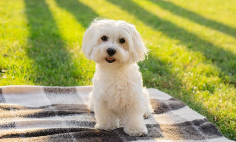 cani di piccola taglia