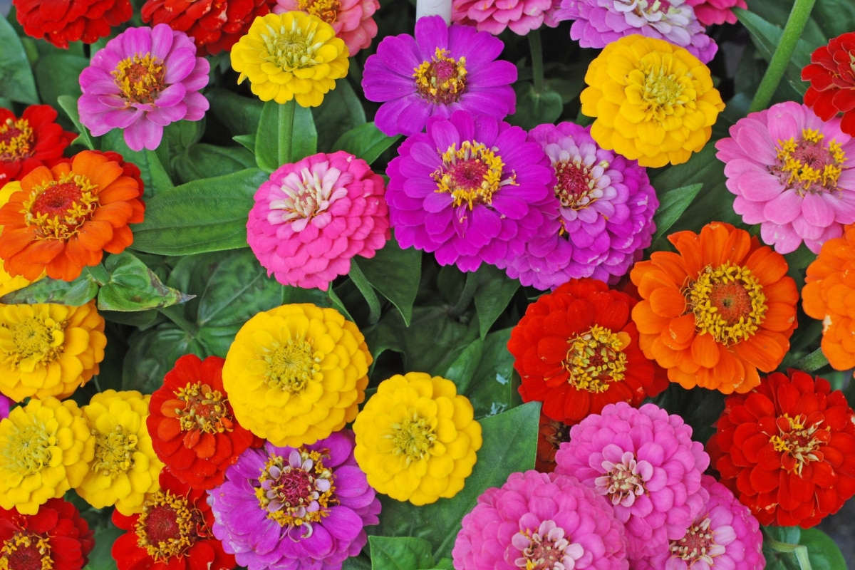 Zinnia guida alla cura di questa bellissima pianta ornamentale