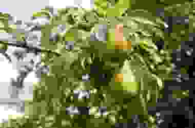 La guida per coltivare un albero di pero, in vaso e in giardino