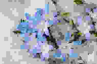 Quello che c’è da sapere sulla chionodoxa, una pianta invernale con bellissimi fiorellini