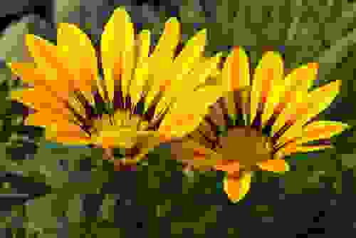 gazania rigens