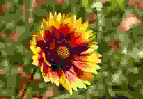gaillardia pulchella