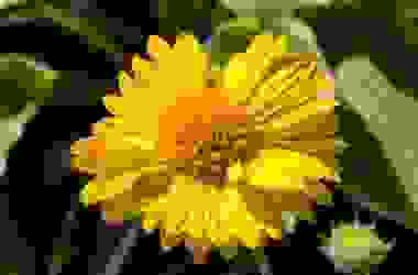 Gaillardia, tutto un fiore rosso-giallo simile alla margherita