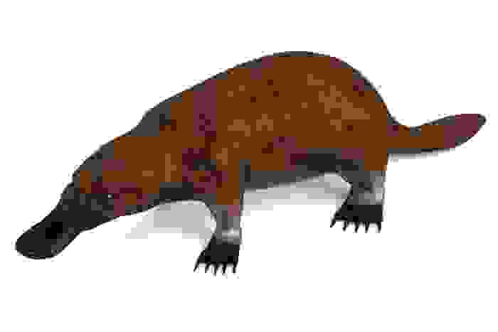 ornitorinco 3d