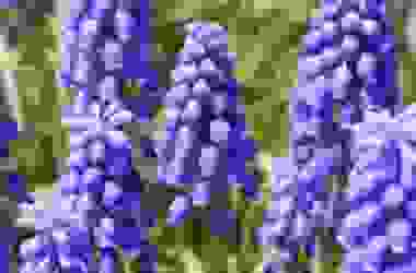 Bulbi muscari: le diverse specie, dal giacinto muschiato al lampascione commestibile