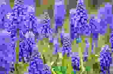 Bulbi muscari: le diverse specie, dal giacinto muschiato al lampascione commestibile