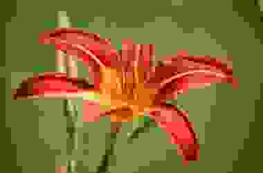 Hemerocallis o Emerocallide, una bulbosa facile da curare che colora il giardino grazie ai fiori rosso-arancio