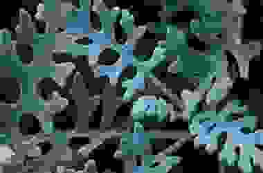 I segreti della cineraria: ecco la guida alla coltivazione di questa pianta ornamentale