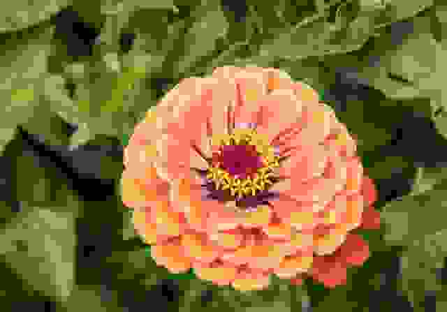 zinnia