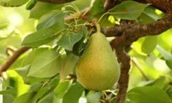 La guida per coltivare un albero di pero, in vaso e in giardino