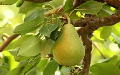 La guida per coltivare un albero di pero, in vaso e in giardino