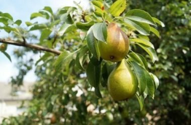 La guida per coltivare un albero di pero, in vaso e in giardino