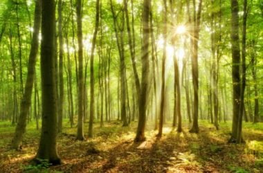 Faggio: caratteristiche, coltivazione e diffusione di questo albero europeo