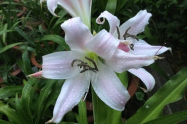 Crinum: una pianta da fiore simile al giglio tutta da scoprire