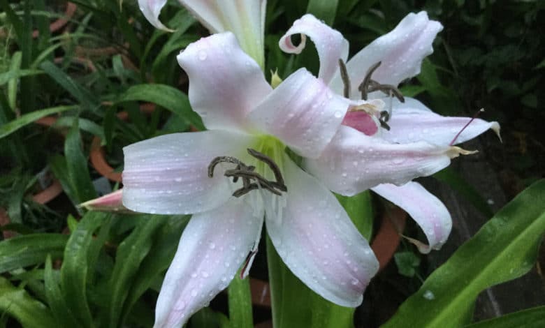 crinum