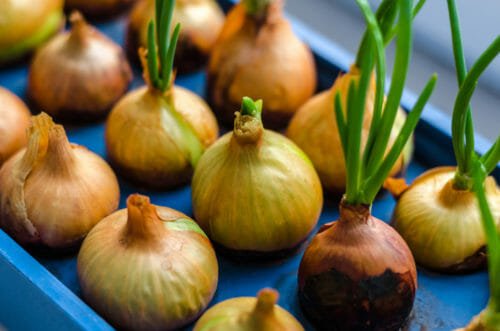 5 modi per coltivare le cipolle in vaso e in orto