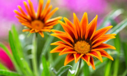 Gazania, come si cura questa pianta dai fiori simili alle margherite