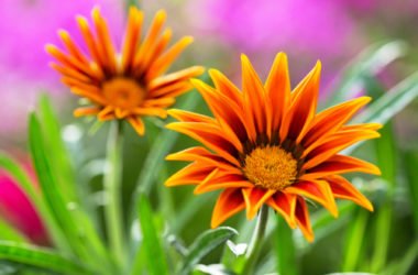 Gazania, come si cura questa pianta dai fiori simili alle margherite