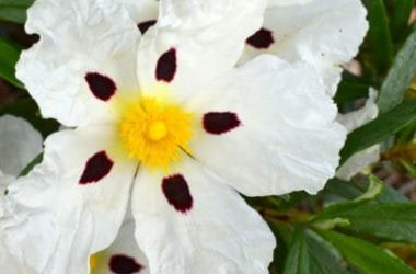 Tutto sul cisto, una pianta mediterranea che ricorda la rosa selvatica