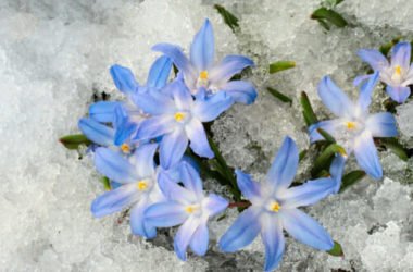 Quello che c’è da sapere sulla chionodoxa, una pianta invernale con bellissimi fiorellini