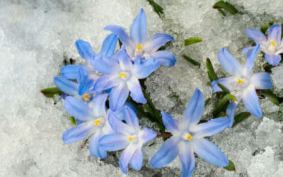 Quello che c’è da sapere sulla chionodoxa, una pianta invernale con bellissimi fiorellini