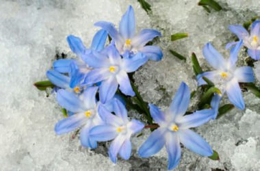 Quello che c’è da sapere sulla chionodoxa, una pianta invernale con bellissimi fiorellini