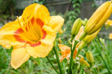 Hemerocallis o Emerocallide, una bulbosa facile da curare che colora il giardino grazie ai fiori rosso-arancio