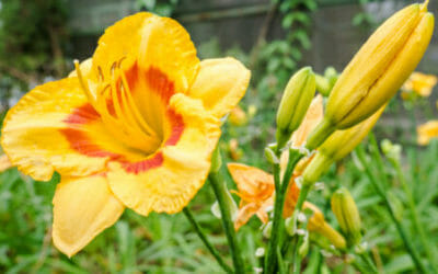 Hemerocallis o Emerocallide, una bulbosa facile da curare che colora il giardino grazie ai fiori rosso-arancio