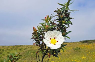 Tutto sul cisto, una pianta mediterranea che ricorda la rosa selvatica